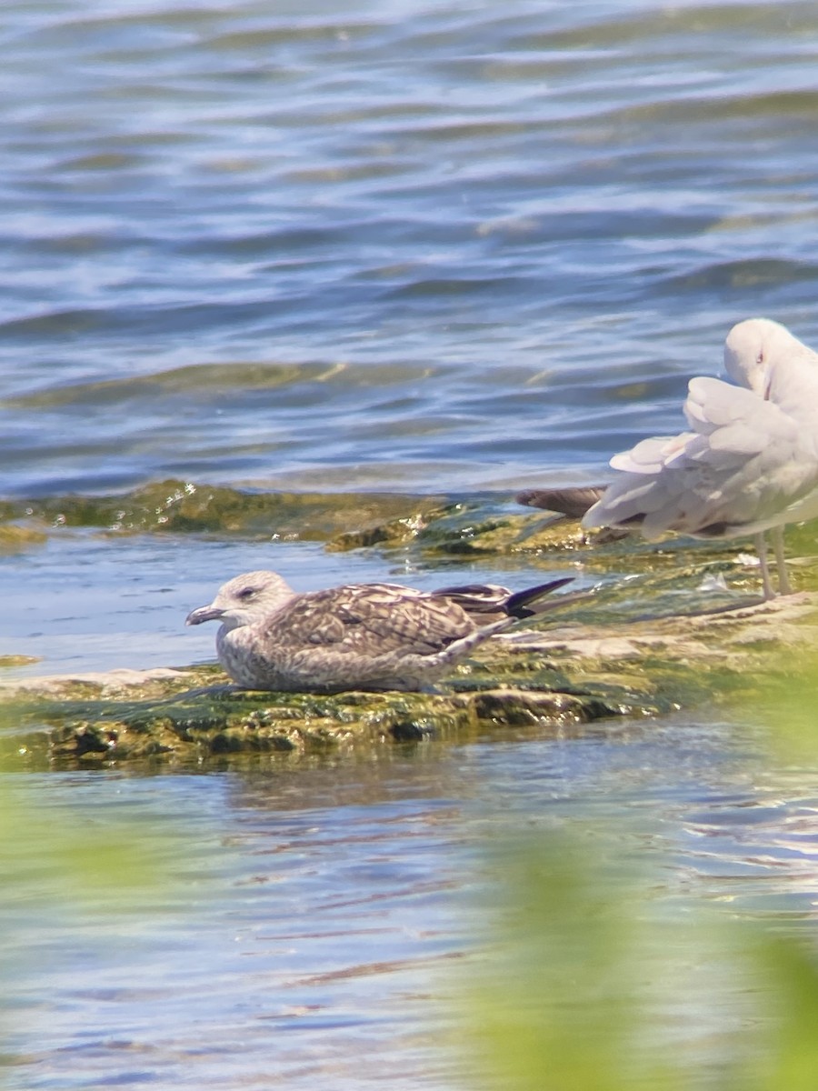 Lesser Black-backed Gull - ML638296235