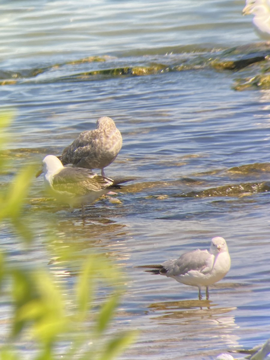 Lesser Black-backed Gull - ML638296236