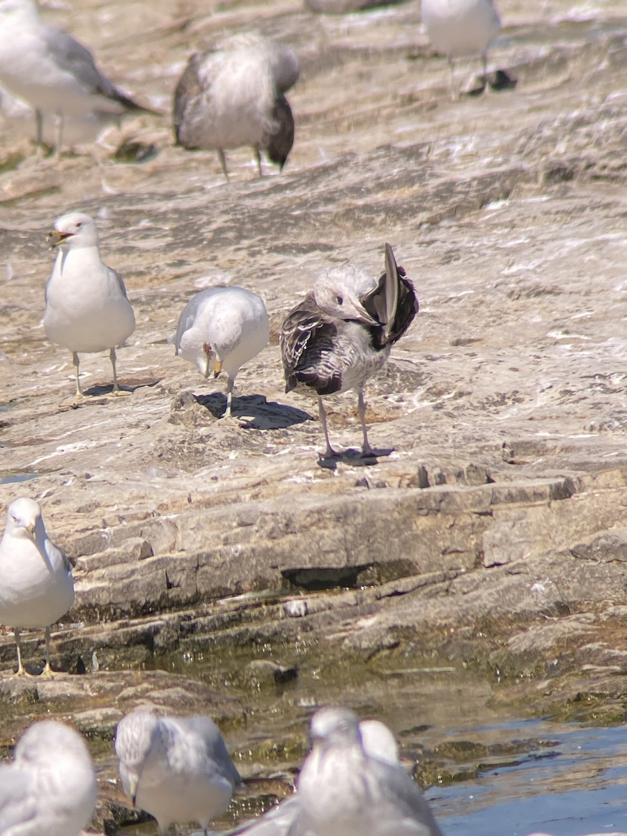 Lesser Black-backed Gull - ML638296237