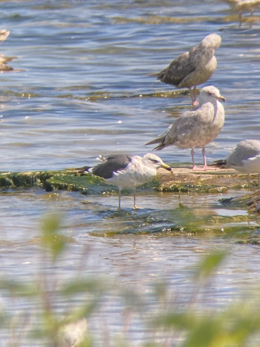 Lesser Black-backed Gull - ML638296239