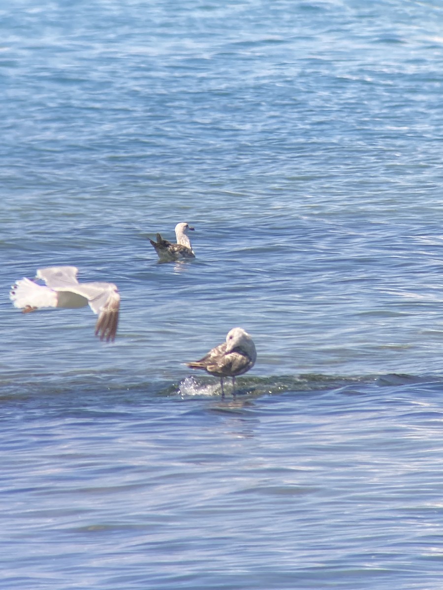 Lesser Black-backed Gull - ML638296240
