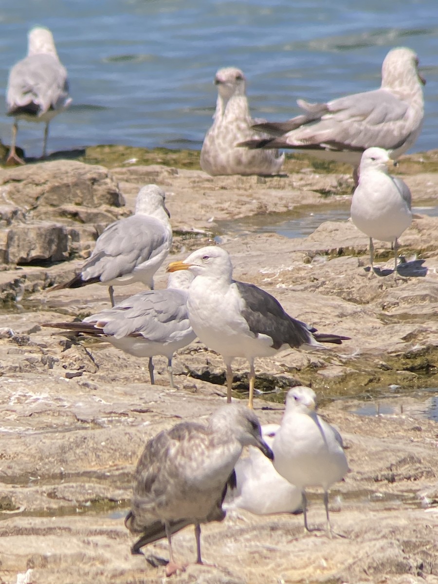 Lesser Black-backed Gull - ML638296241