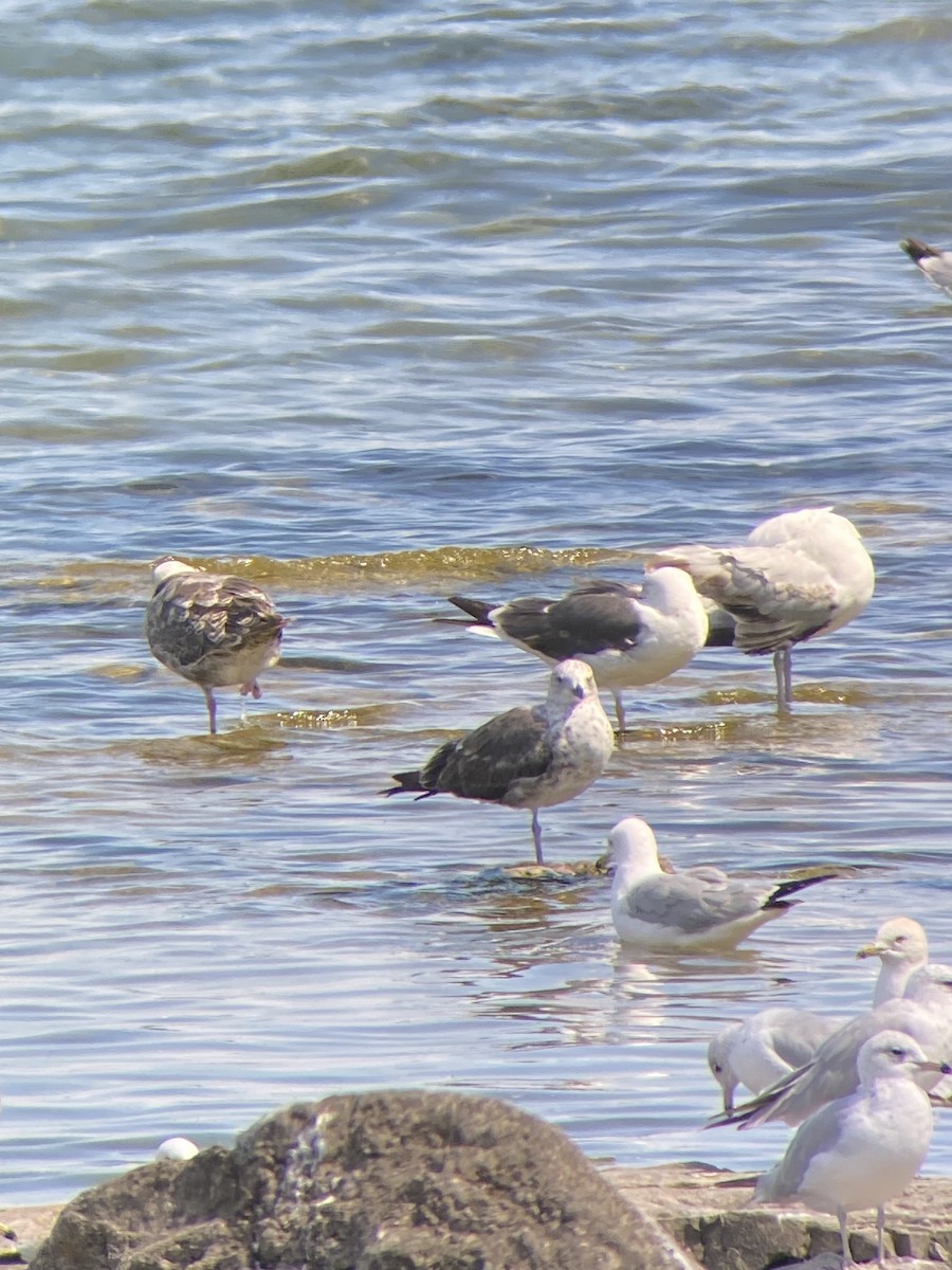 Lesser Black-backed Gull - ML638296243