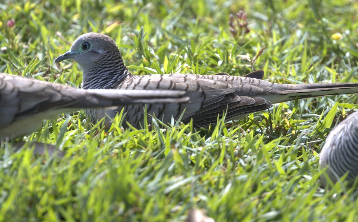 Peaceful Dove - ML638296250