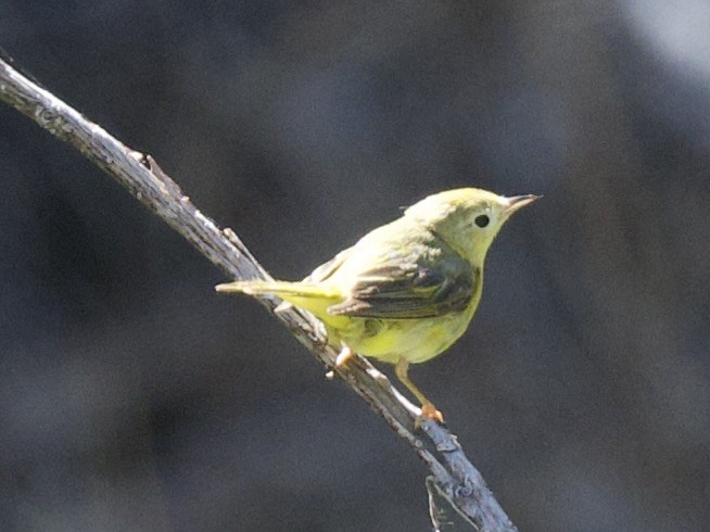 Yellow Warbler - ML638296254