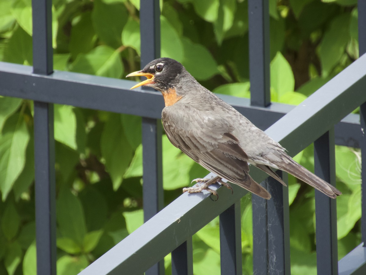 American Robin - ML638296257