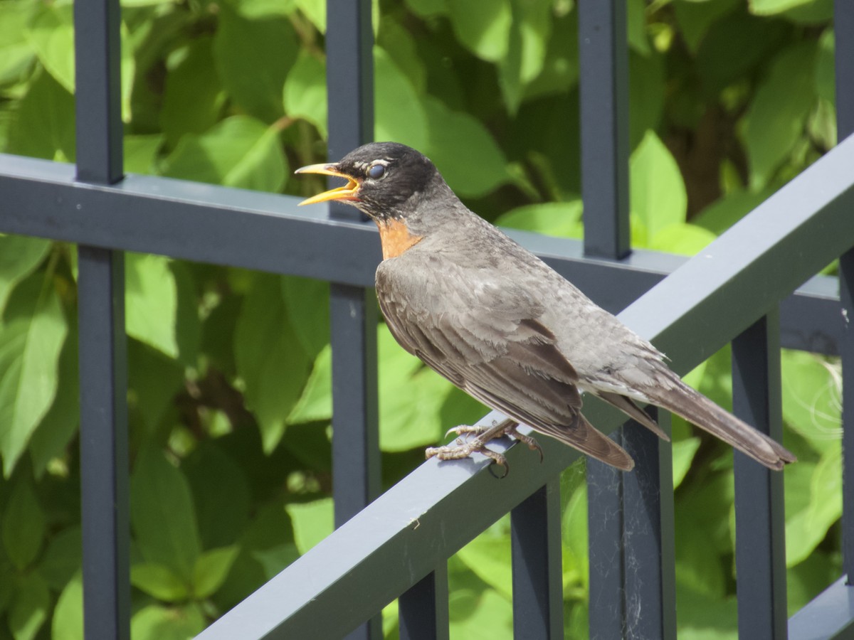 American Robin - ML638296258