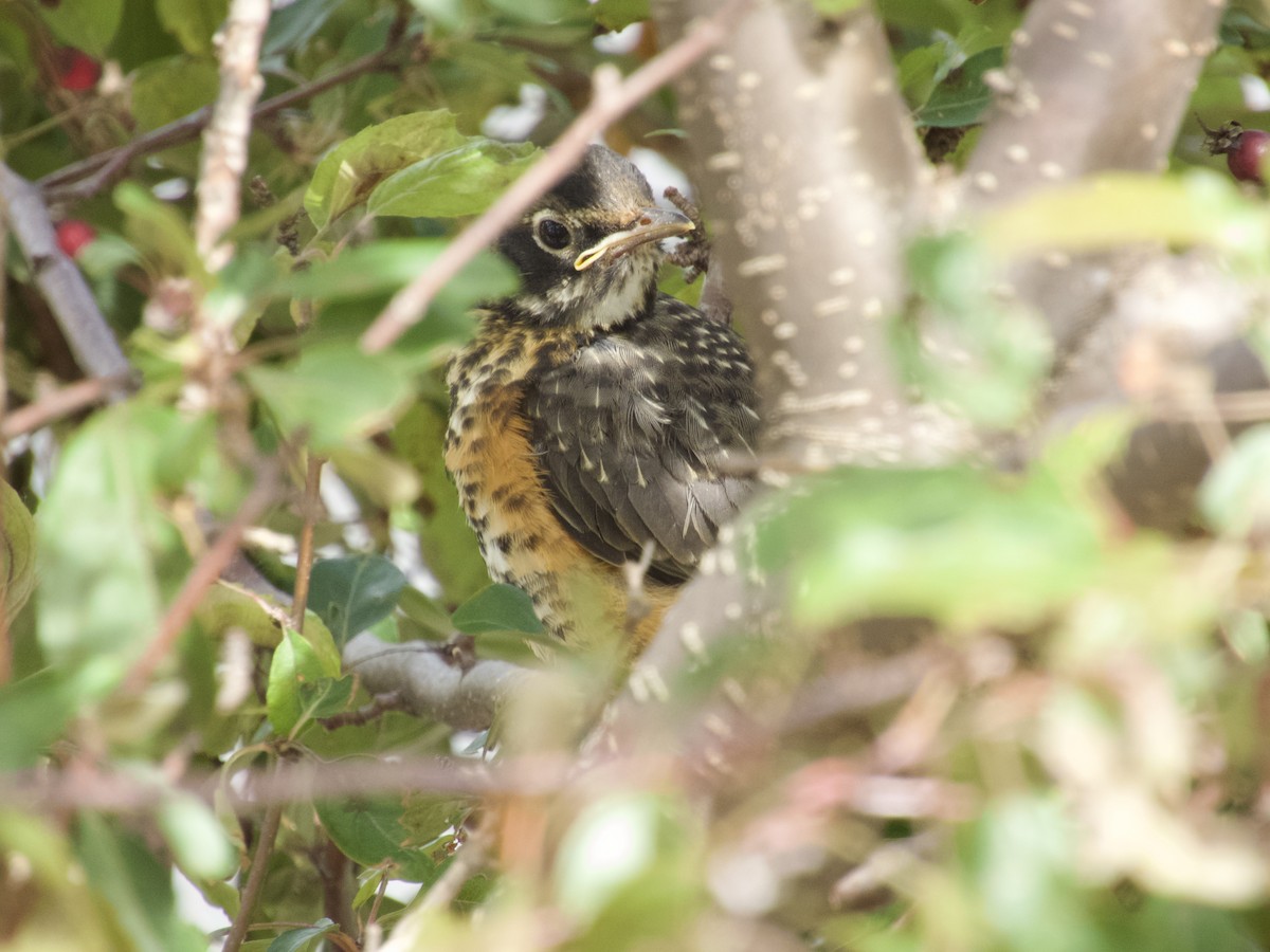American Robin - ML638296259
