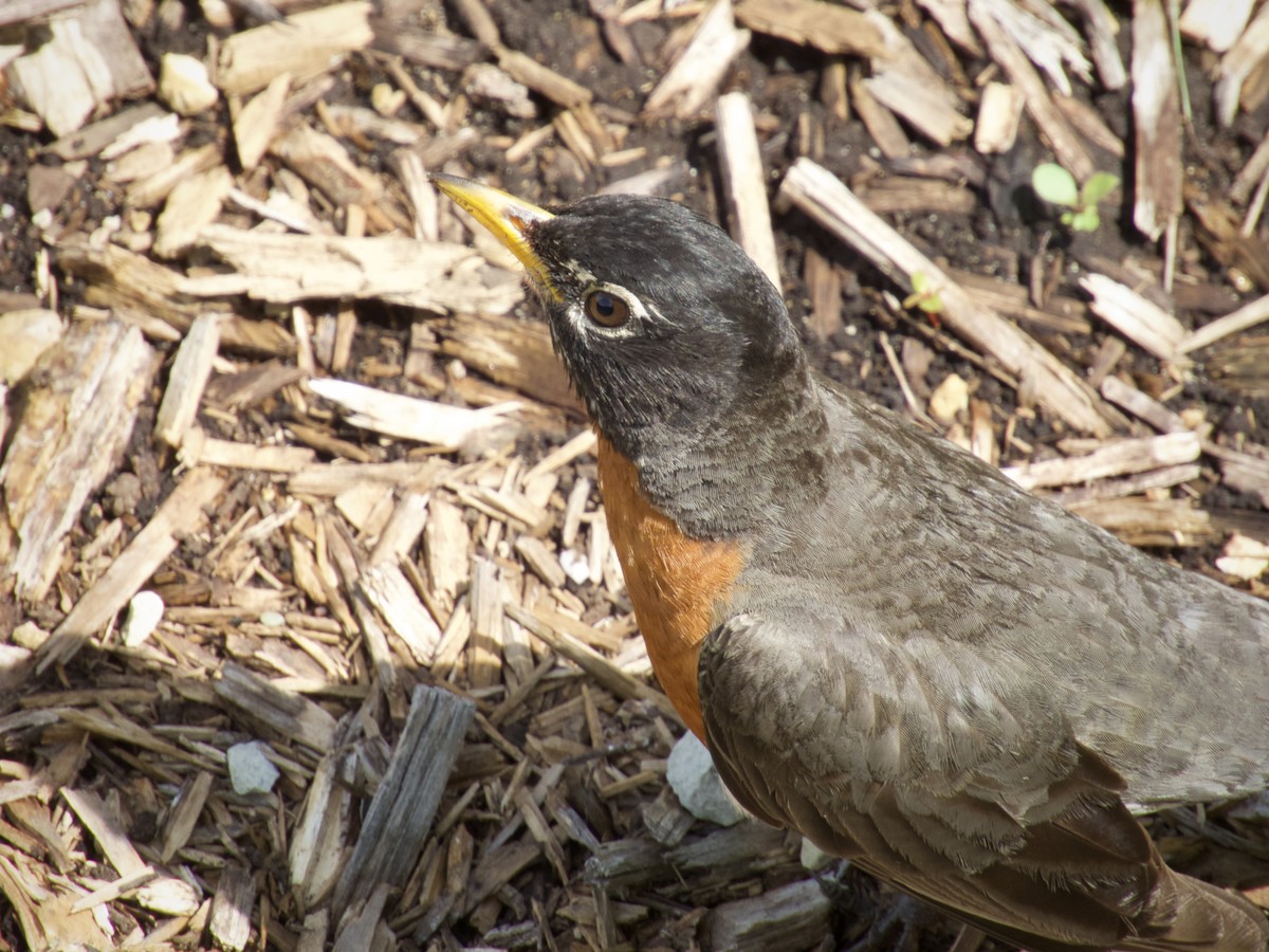 American Robin - ML638296260