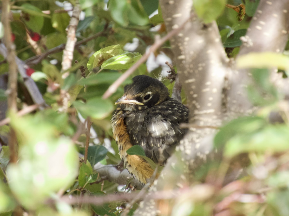 American Robin - ML638296261