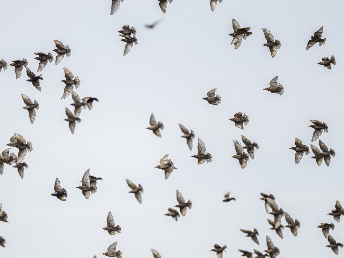 European Starling - ML638296262
