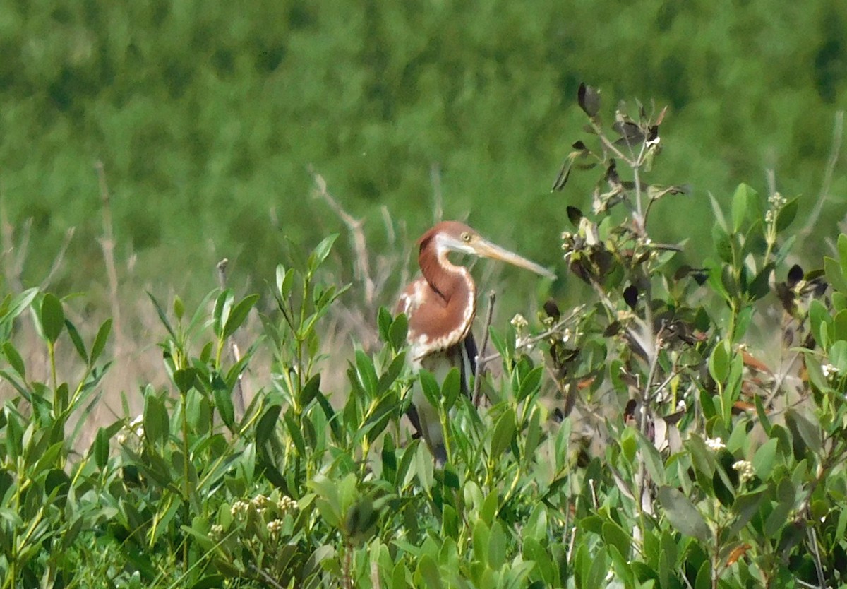 Tricolored Heron - ML638296267