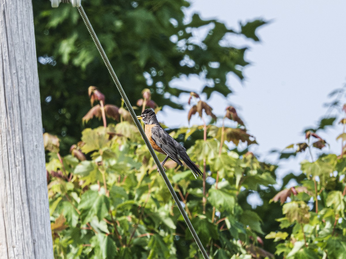 American Robin - ML638296273