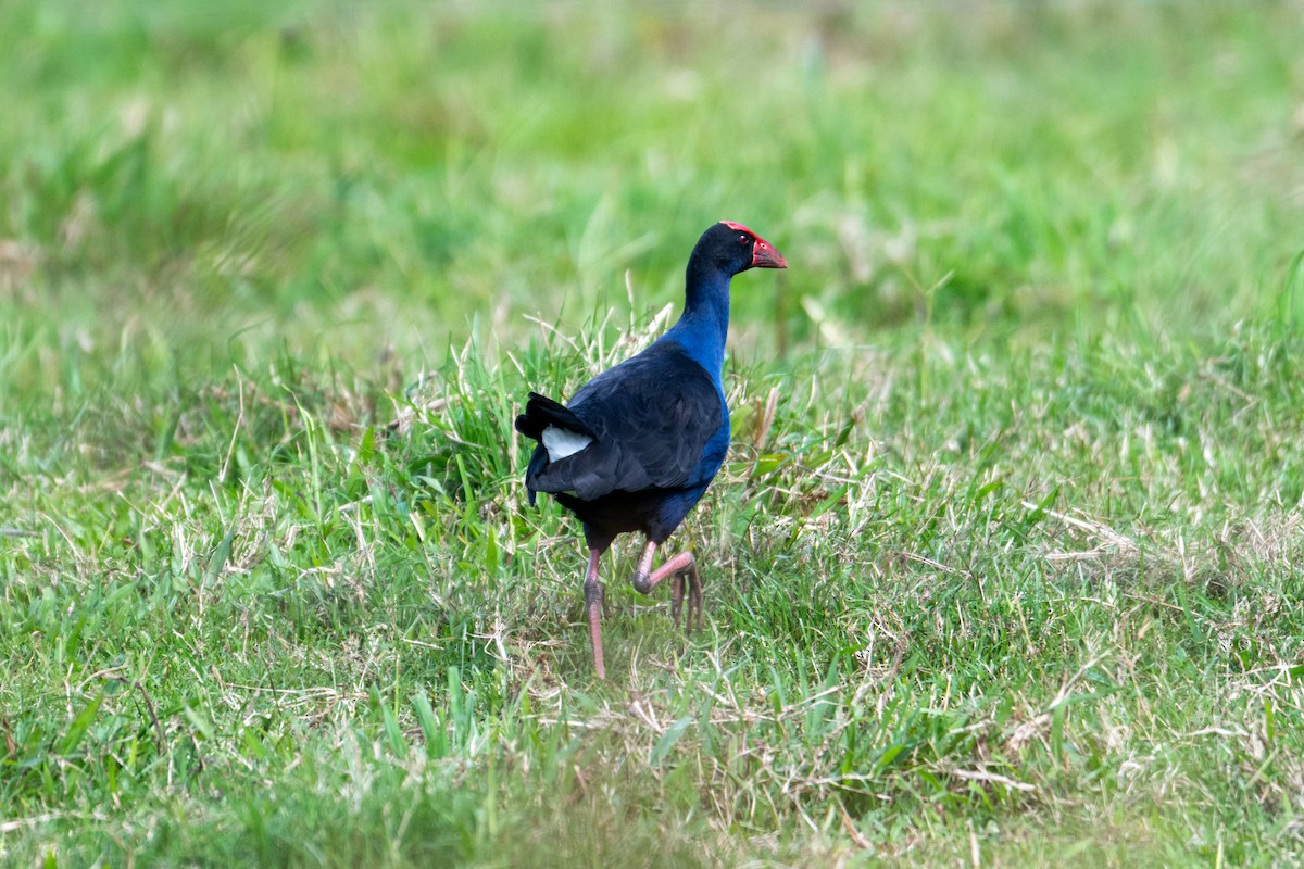 Australasian Swamphen - ML638296274