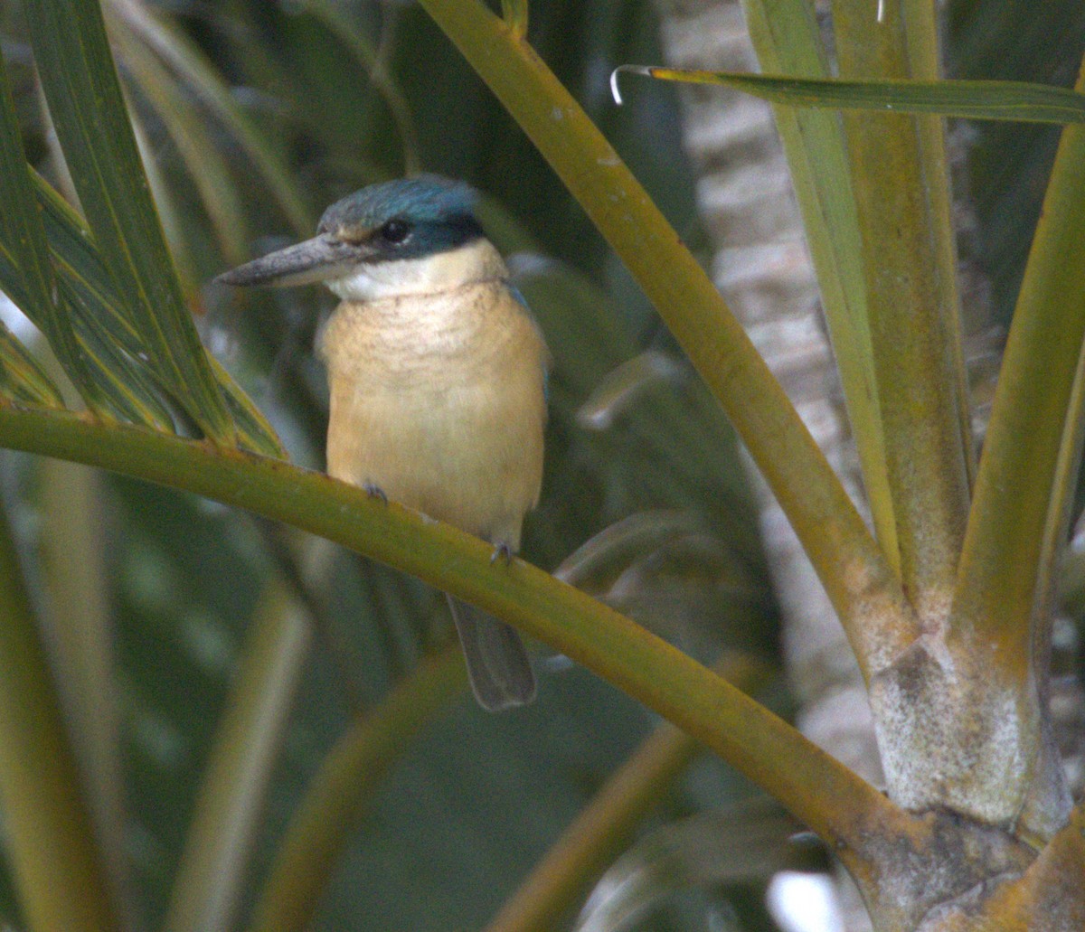 Sacred Kingfisher (Australasian) - ML638296275