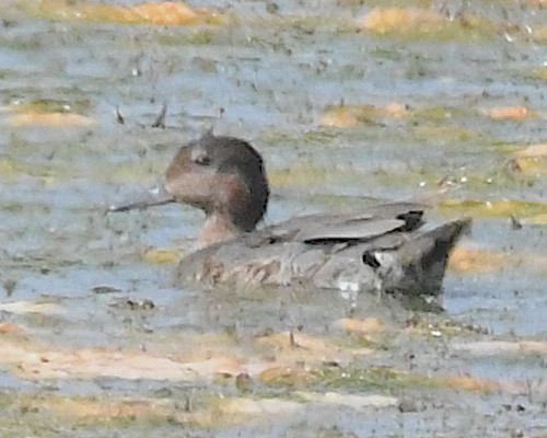 小水鴨(carolinensis) - ML638296277
