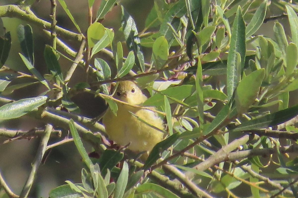 Yellow Warbler - ML638296279