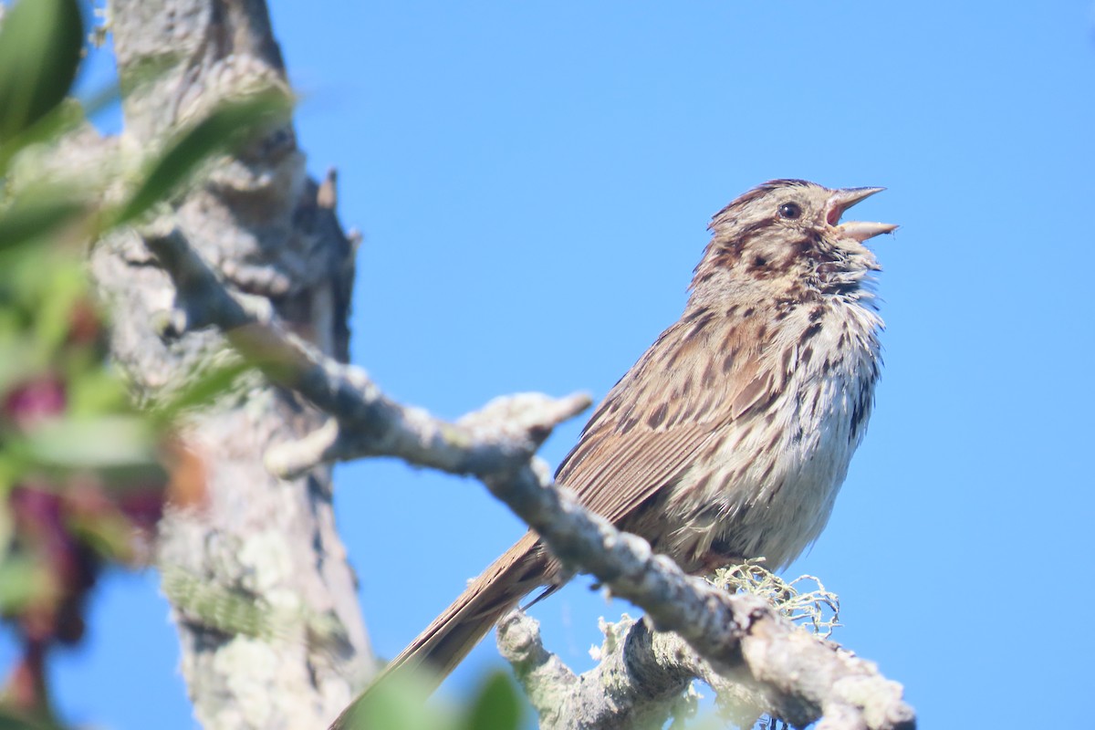 Song Sparrow - ML638296281