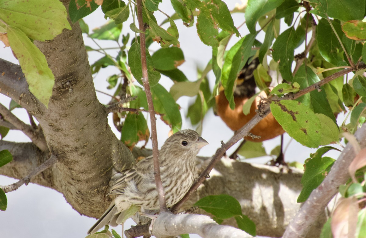 House Finch - ML638296282