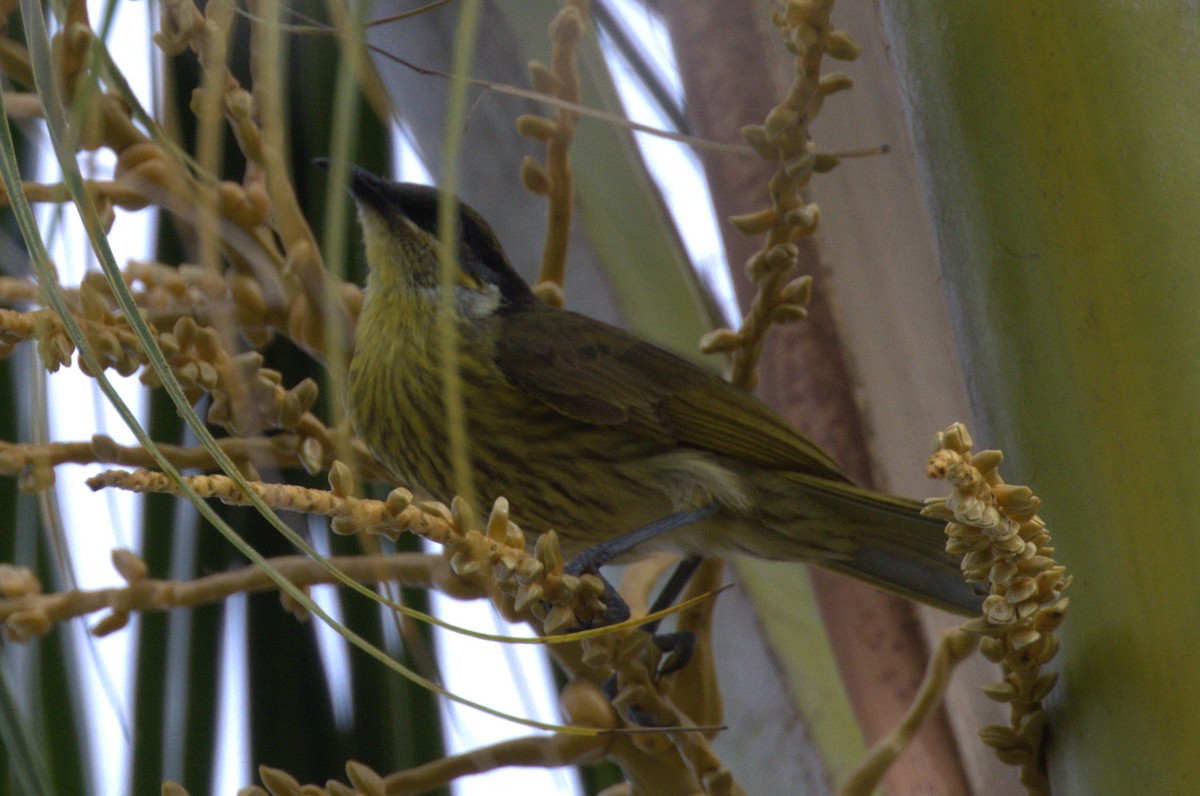 Varied Honeyeater - ML638296283