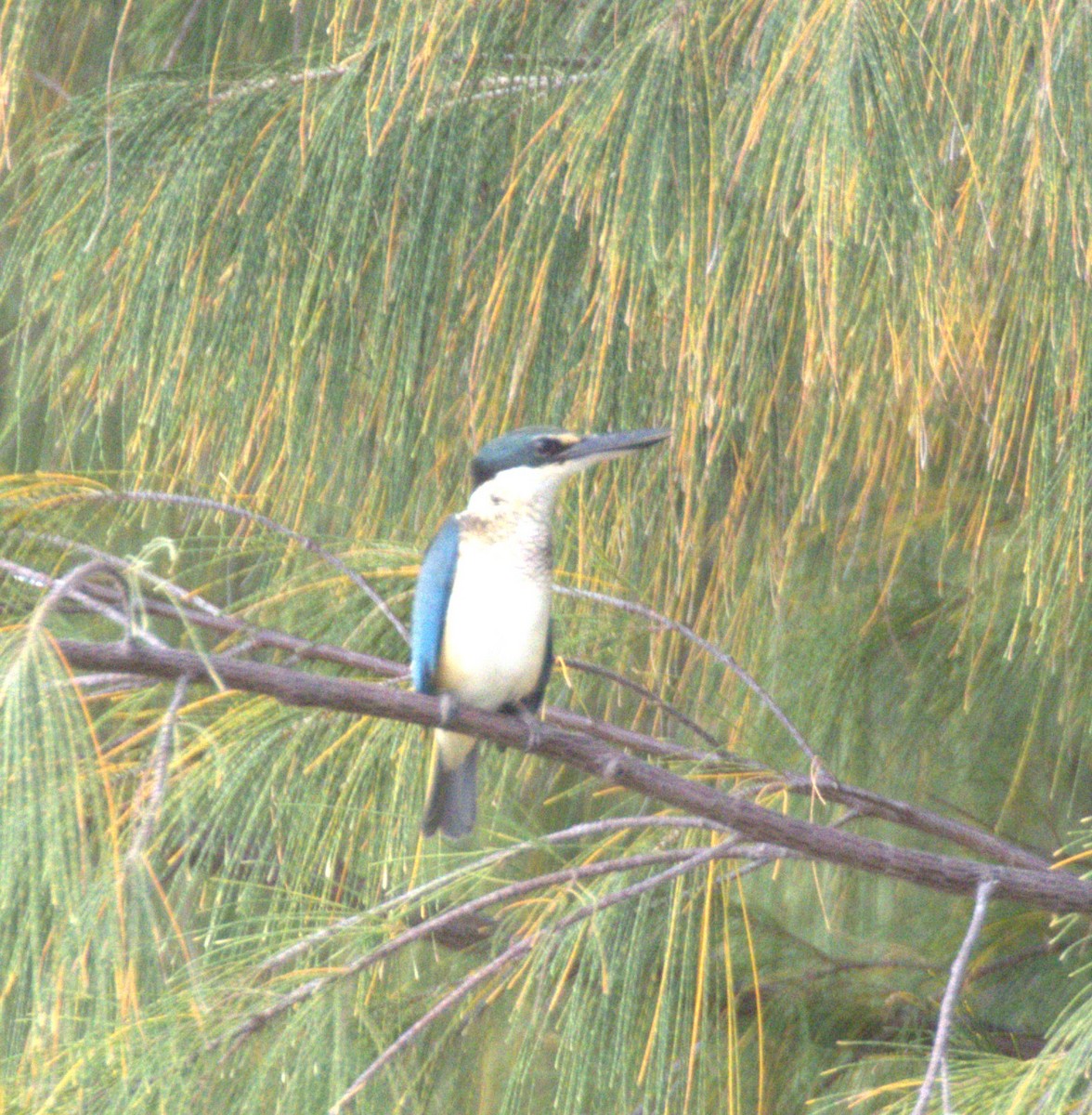 Sacred Kingfisher (Australasian) - ML638296286