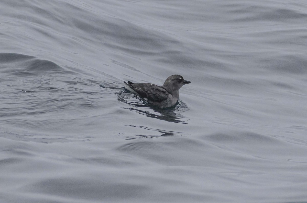 Cassin's Auklet - ML638296288