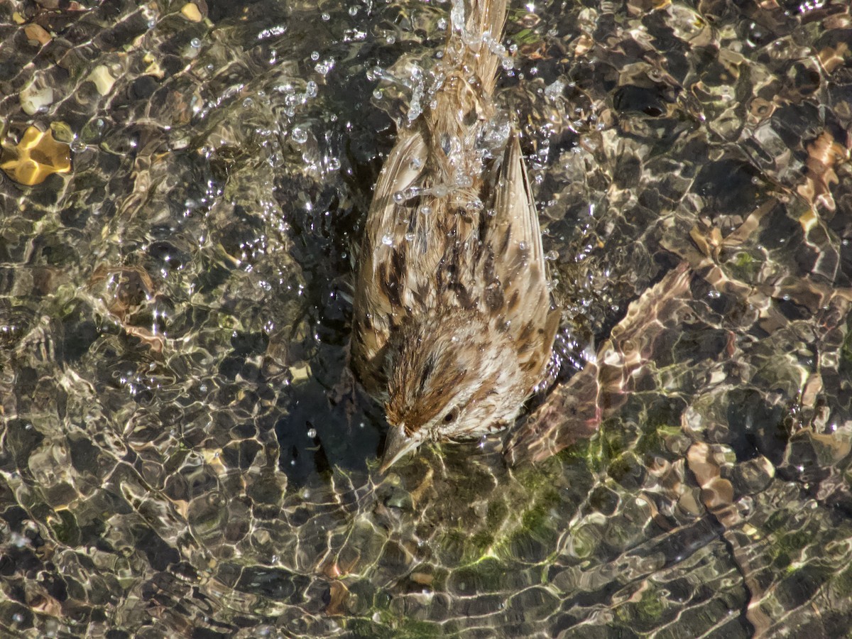 Song Sparrow - ML638296289