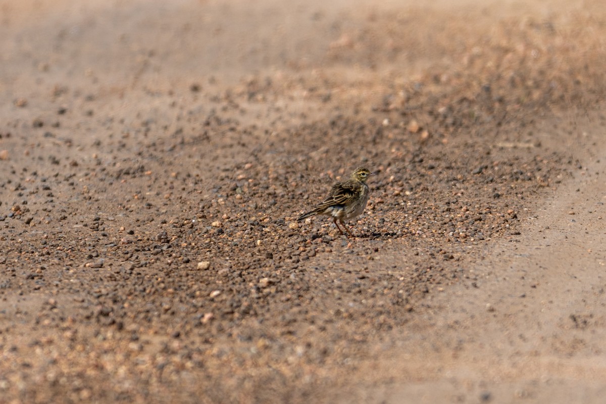 Australian Pipit - ML638296290