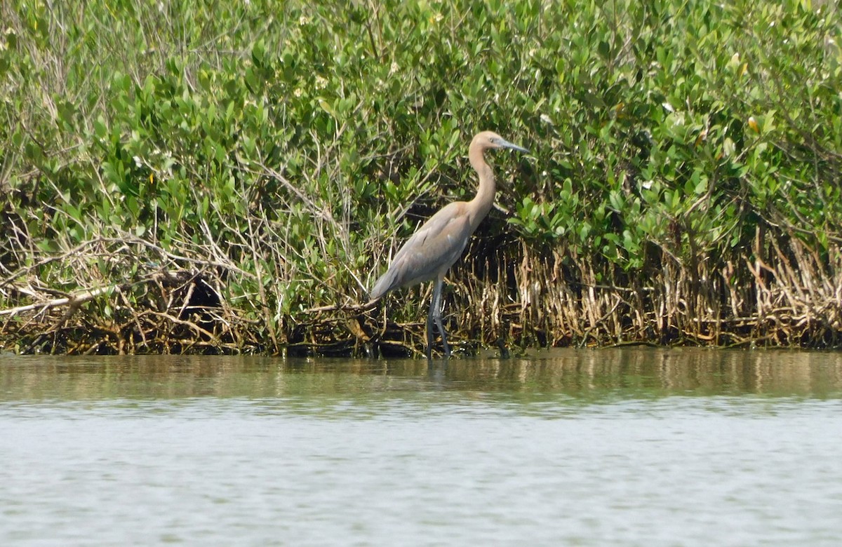 Reddish Egret - ML638296302