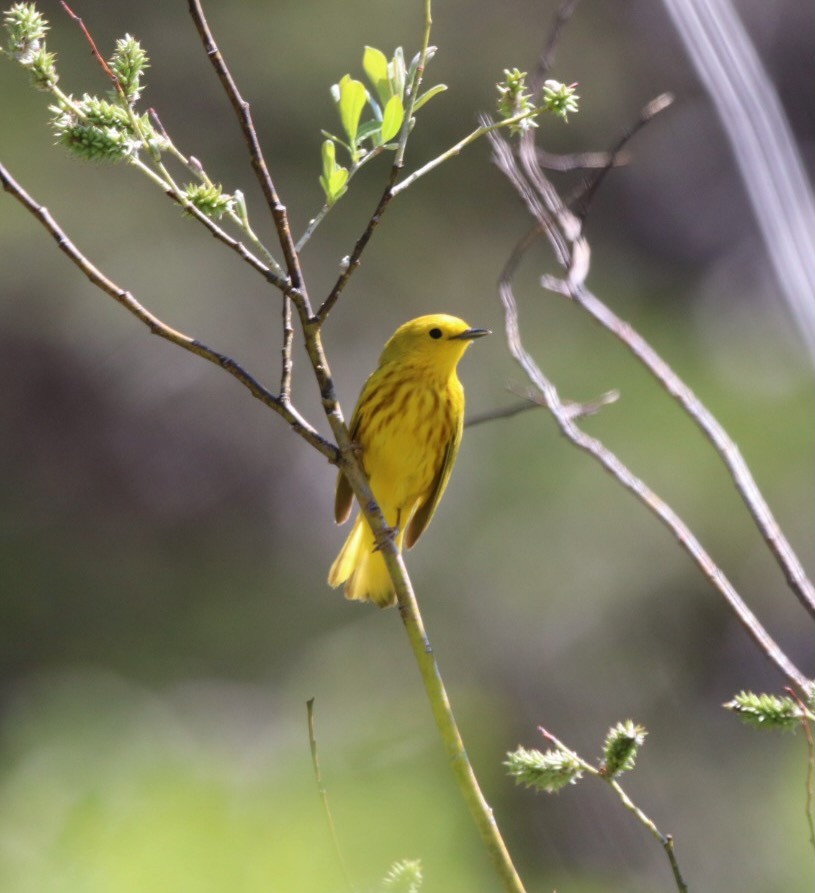 Yellow Warbler - ML638296303