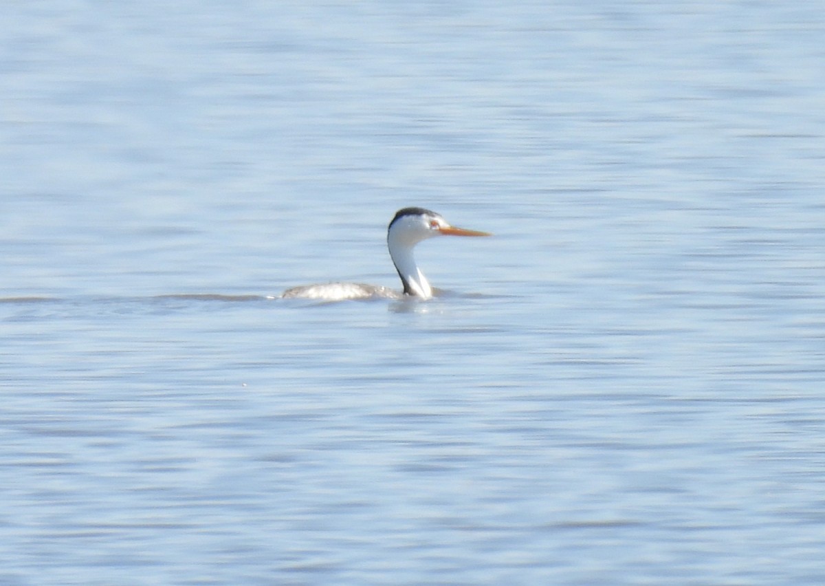 Clark's Grebe - ML638296307