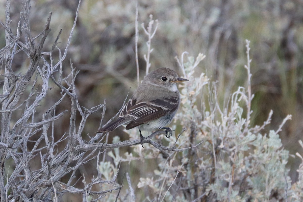 Gray Flycatcher - ML638296308