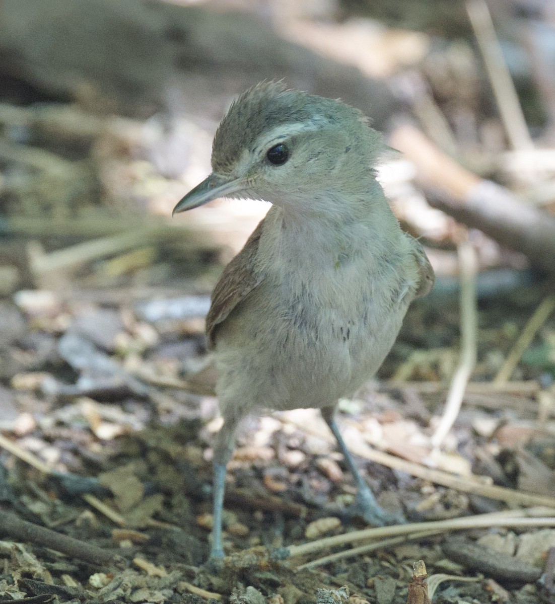 Warbling Vireo - ML638296309