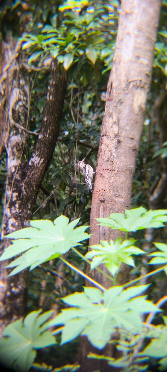 Yellow-bellied Sapsucker - ML638296312
