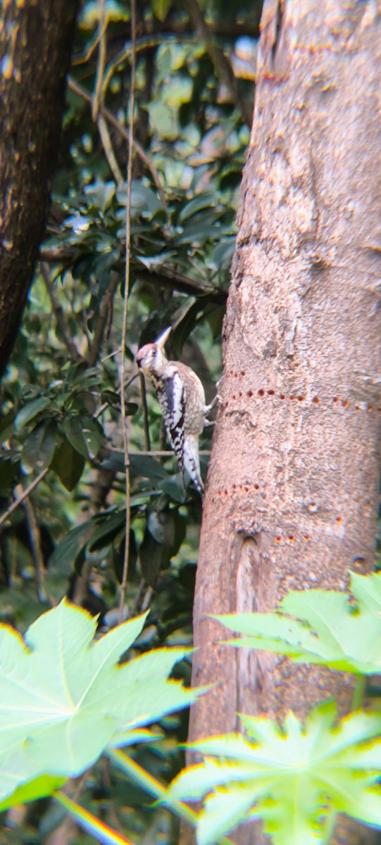 Yellow-bellied Sapsucker - ML638296313