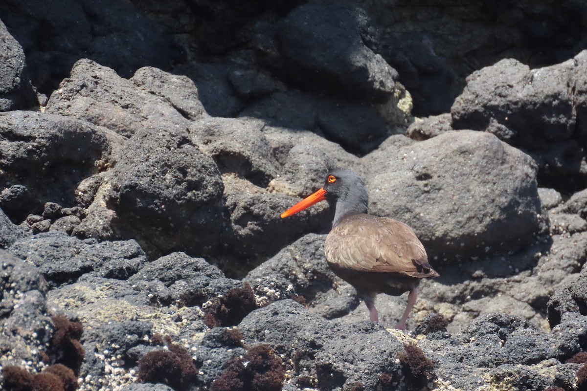 Black Oystercatcher - ML638296314