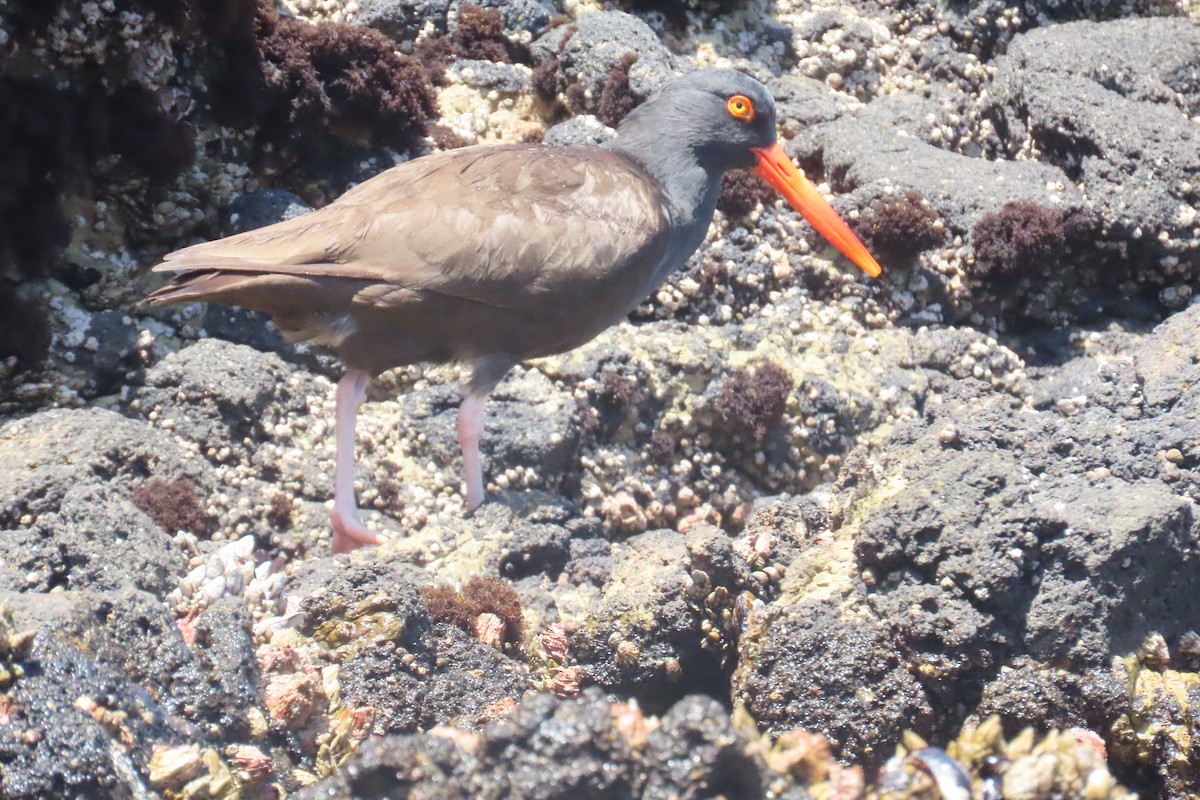 Black Oystercatcher - ML638296315