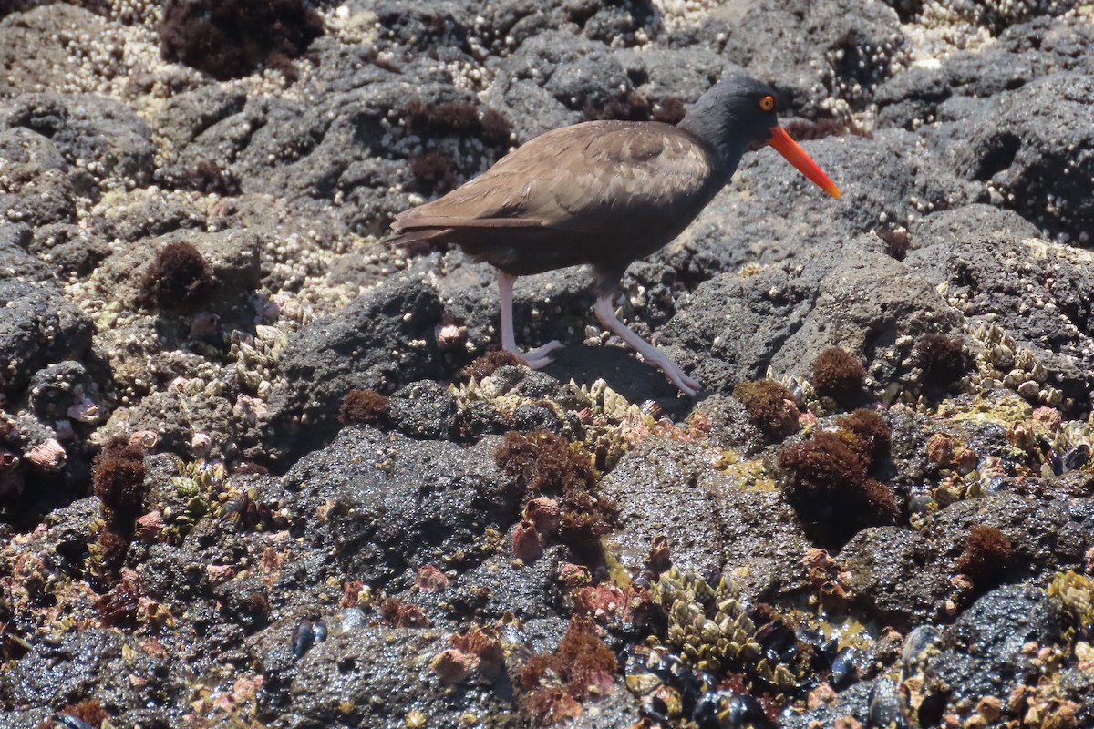 Black Oystercatcher - ML638296316