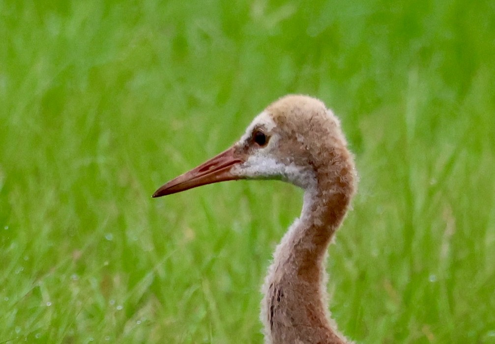 Sandhill Crane - ML638296317
