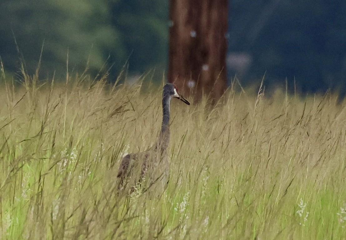Sandhill Crane - ML638296318