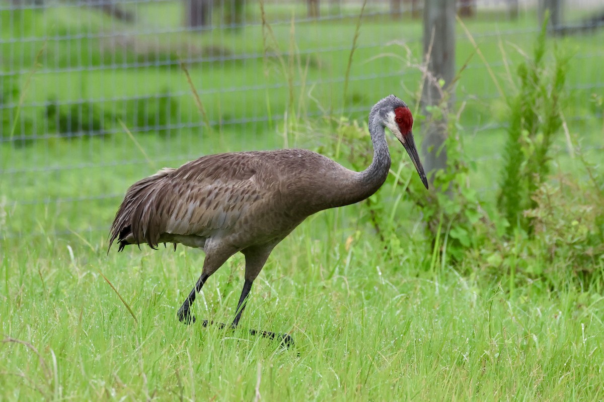 Sandhill Crane - ML638296319