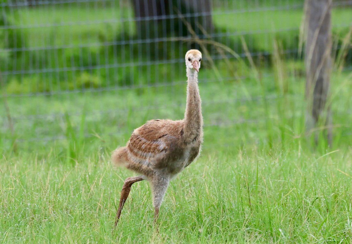 Sandhill Crane - ML638296320