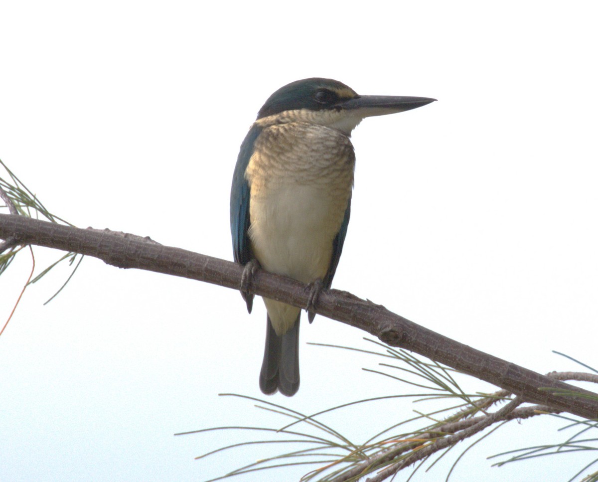Sacred Kingfisher (Australasian) - ML638296324