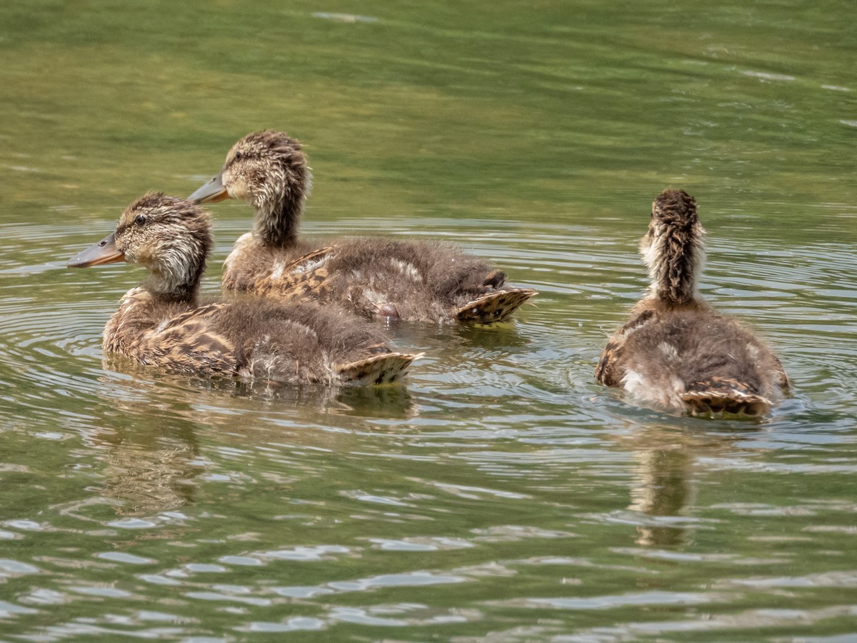 Mallard - ML638296325