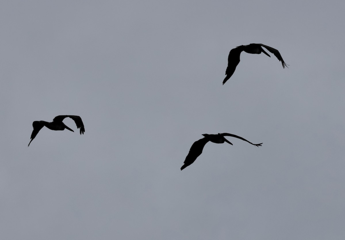 Brown Pelican - ML638296326