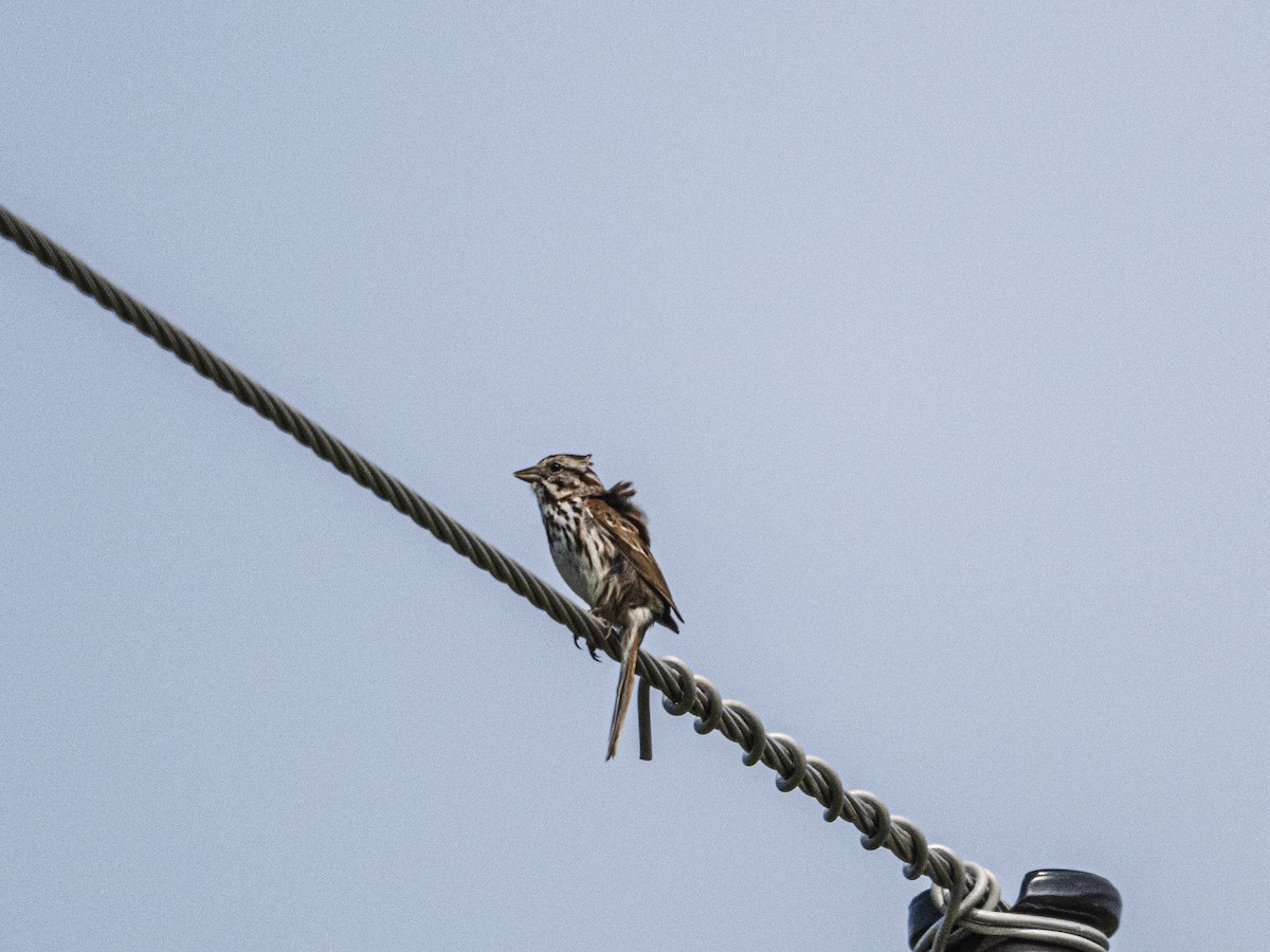 Song Sparrow - ML638296327