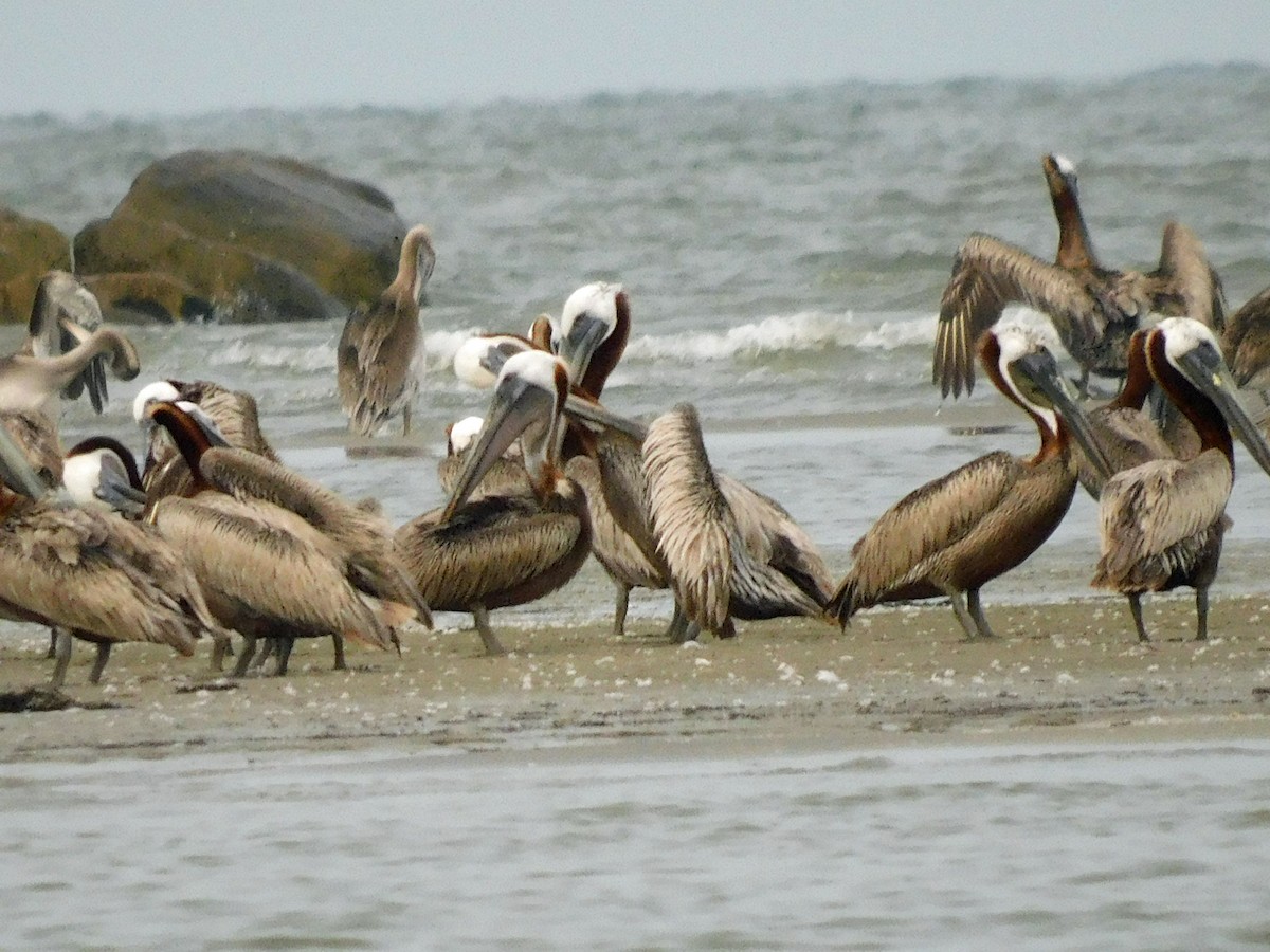 Brown Pelican - ML638296328