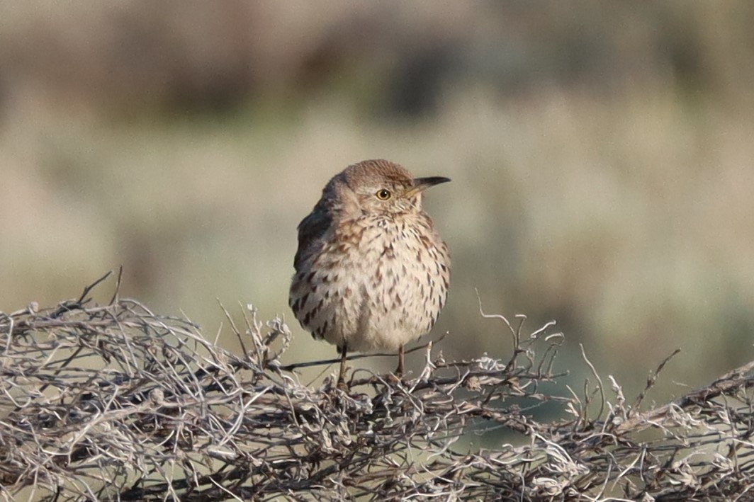 Sage Thrasher - ML638296329