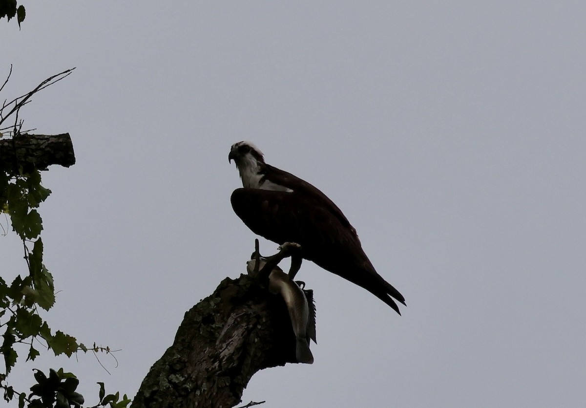 Osprey - ML638296330