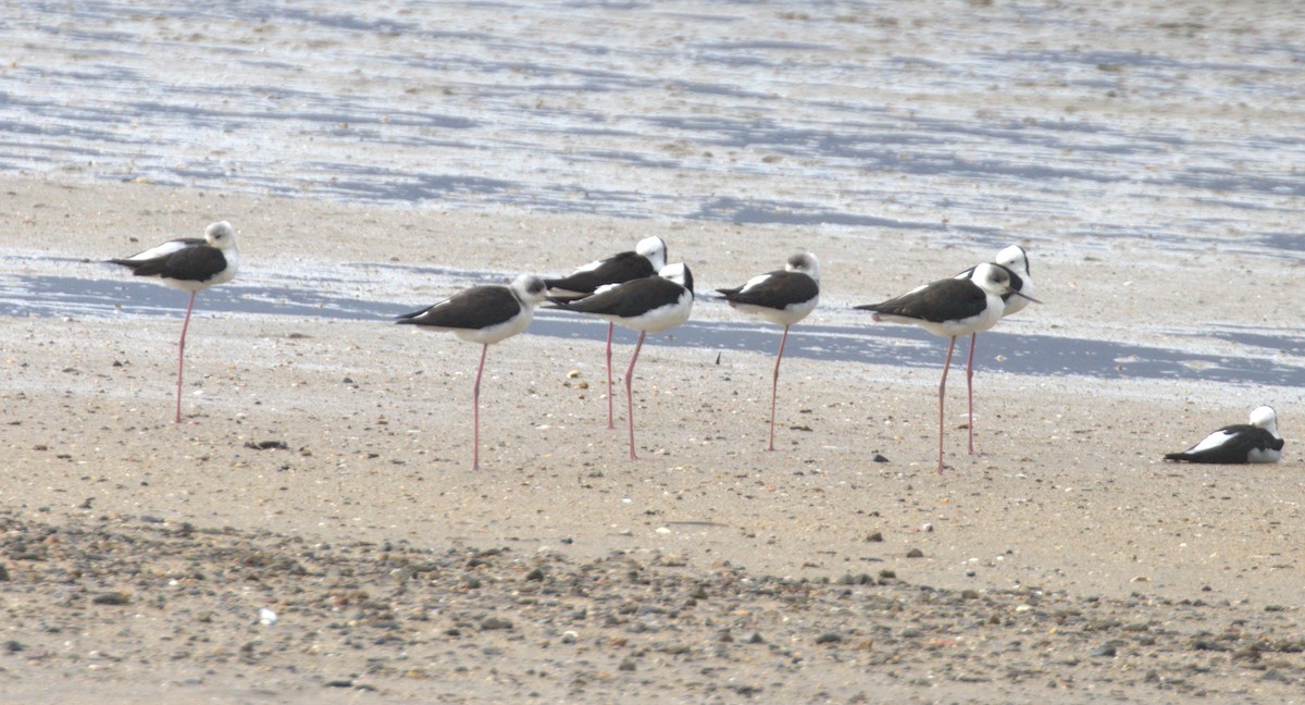 Pied Stilt - ML638296332